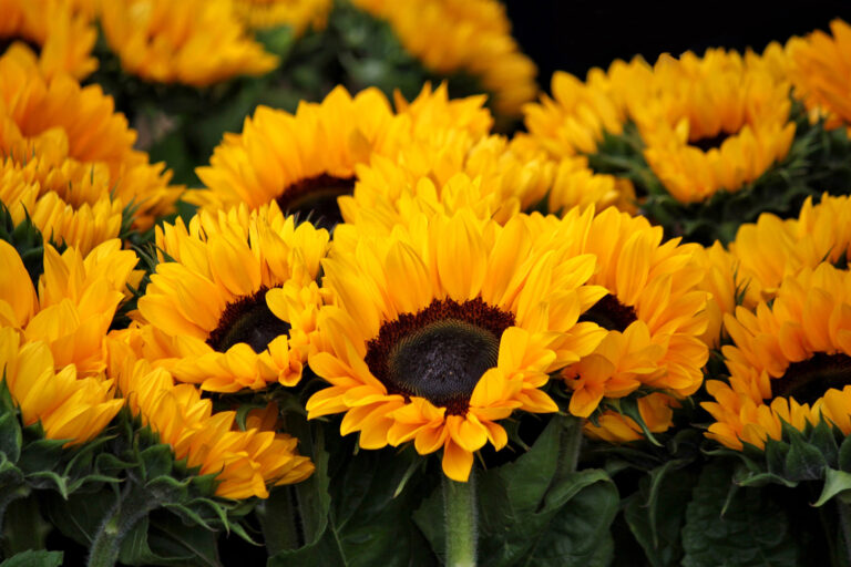 Blumen